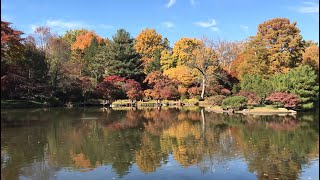 Virtual Tour November 8, 2021: Peak Fall Color in the Japanese Garden