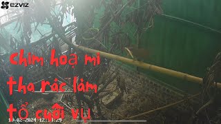 Chim họa mi tha rác làm tổ cuối vụ - 02 - 10 - 2024