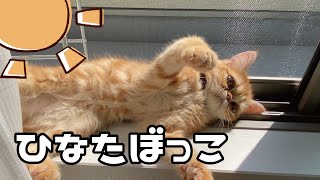 我が家の子猫はひなたぼっこ大好き！！　My kitten loves sunbathing !!