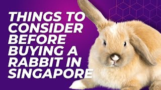 Things to consider before buying a rabbit in Singapore