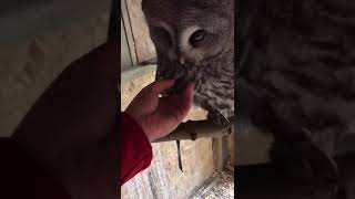 great grey owl