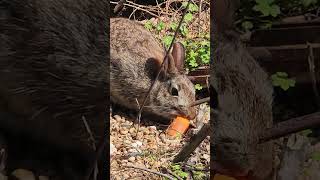 Thumper and Mama #cottontail #bunnies #nature #rabbits #cute #animals