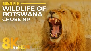 8K HDR Wildlife of Botswana - Wild Animals of Savuti, Linyanti and Riverfront of Chobe NP