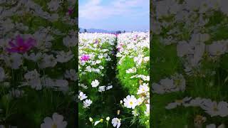 Relaxation Tuesday. #relaxing #relax #vlog #nature #goa #flowers #villagevlog #villagelife #vlogger