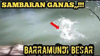 Mantap,,!! Mancing barramundi besar di sungai tepat di sarangnya umpan udang hidup || mancing liar