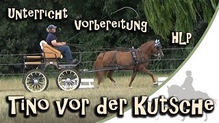 Tino vor der Kutsche - Fahrunterricht - Vorbereitung zur Hengstleistungsprüfung