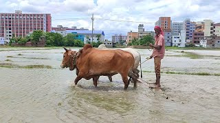 You have leveled the land with cows in knee deep water // Village Land Videos