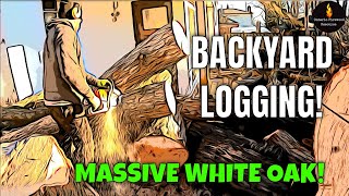 BACKYARD LOGGING - CUTTING WHITE OAK FIREWOOD