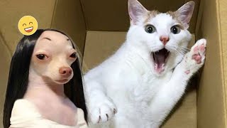 Funny Dogs And Cats videos 2024 🤣 Best Funniest Animal Videos 🐶 - Part 79