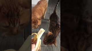 Реакция кошек на банан #shorts #cat #banana