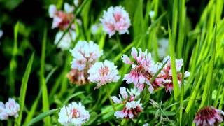 The Flowers at Pond Twym