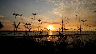 The Sound Of Happy Birds and Noisy Quiet Sound at Sunset