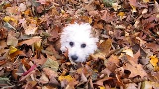 Puppies Playing in Leaves