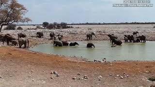 Afrisquatch CLIP OF THE DAY - 10-8-24 - Curious Baby Zebra gets caught between elephants