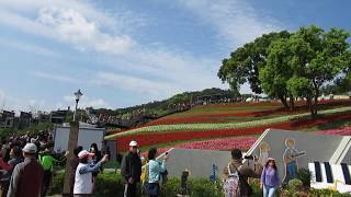 🌼 賞花趣─北投三層崎公園花海 (2020.02.02) 🌼