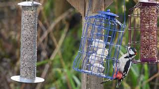 Great spotted woodpecker