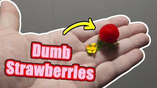 These Strawberries are Dumb