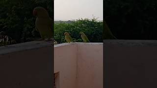 birds point #attacks on my balcony#shortsvideo #sparrow #parrot