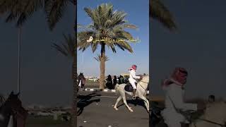 يلا نروح نحرر القدس🏃 #خيل #السعودية