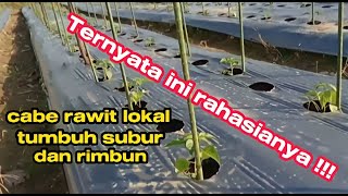 Part 1 : Pertumbuhan fantastis !! usia 14 hst cabe rawit lokal salodua jumlah 3.000 pohon