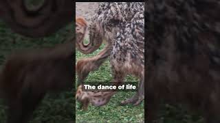 Cheetah vs Ostrich Crazy Battle! #animals