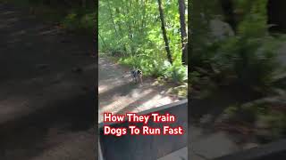 HOW TO TRAIN DOGS TO RUN FAST