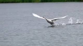 Swan Takeoff