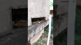 Ciri Lebah Aktif #apiscerana #lebahliar #beekeeping #beehive #nature #insects #honey #honey #bee