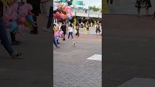 A cat in the Basilica del Santo Niño Cebu City