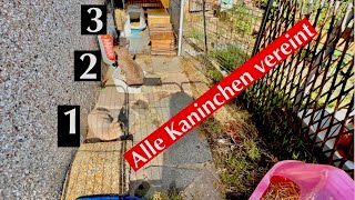 Alle Kaninchen vereint / Endlich ist der Tag gekommen 🐰🐰🐰♥️/Kaninchenbande