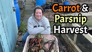 Harvesting Winter Crops before Spring: Carrots & Parsnips #allotment #vegetablegarden