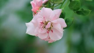 Test Canon FD 70 - 210mm F4 (again with Tripod) "My Mom's garden"