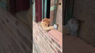 1 August 2024 - Forwarded Video - Meow Meow disturbs a hamster.