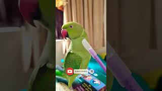 Talking Parrot playing with pen