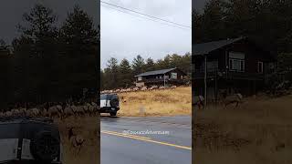 Elk Herd Gets Spooked and Runs Away