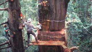 Amazing Dangerous Cutting Huge Tree Skills With Chainsaw, Incredible Woodworking & Wood Chipper