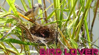 Oh my god babies bird in the nest under the heat from the sun.