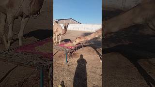 Camel Eating