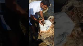 Turkish Fisherman Rescues Entangled Baby Sea Turtle