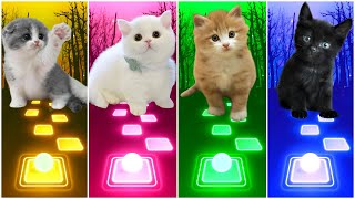 CUTE CATS - LADY GAGA BLOODY MARY - SHAKIRA WAKA WAKA - BTS DYNAMITE - BLACKPINK TILES HOP EDM RUSH