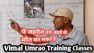 जहरीले घास पत्ती, बकरियों को ना खिलाये |Vimalumrao Training classes |