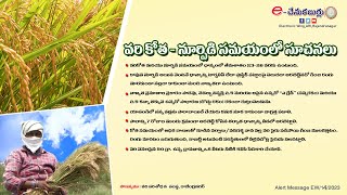 వరికోత - నూర్పిడి సమయంలో సూచనలు Rice - Quality Harvest - Suggestions II PJTSAU II