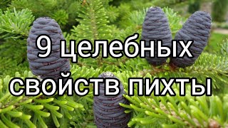 9 целебных свойств пихты