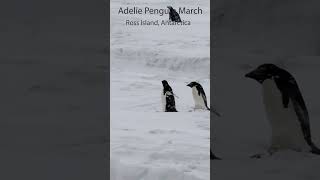 Adelie Penguin Marches past McMurdo Station