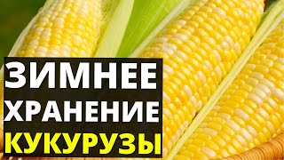 Как хранить кукурузу зимой в початках в домашних условиях