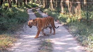 रॉयल बंगाल टाइगर मेरी आँखों के सामने | Royal Bengal Tiger | Bengal Safari Park Siliguri