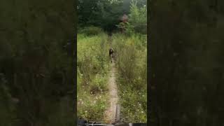 Doberman Pinscher, European Doberman, Doberman, Puppy, Doberman Puppy, Dog Biking, Specialized Bike