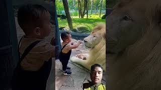 Lion Vs Kid😱#youtubeshorts#shorts