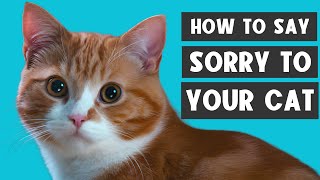 HOW TO APOLOGIZE TO YOUR CAT 🔥