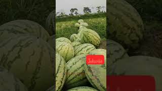 হাজার হাজার তরমুজ #watermelon#farming y#agriculture#bangladesh #food #viral #shorts